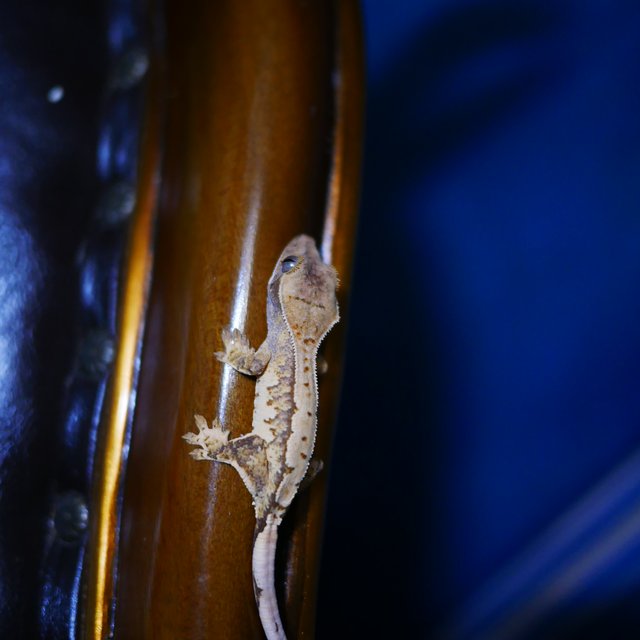 Normal Tri Extreme Harlequin