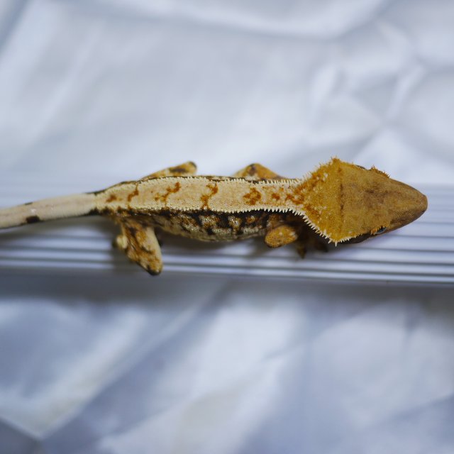 노멀 트라이 익스트림할리퀸