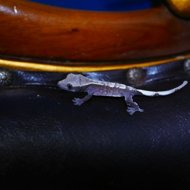 Axanthic