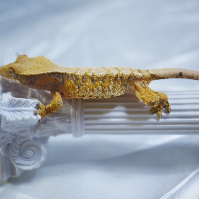 노멀 트라이 익스트림할리퀸