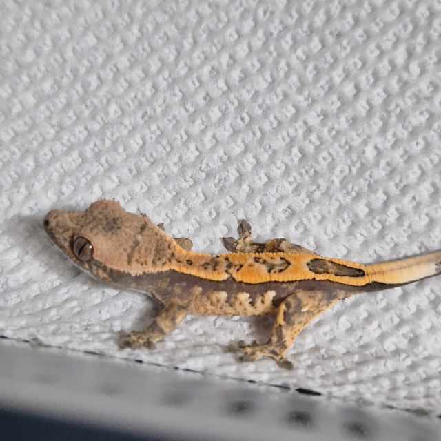 세이블
