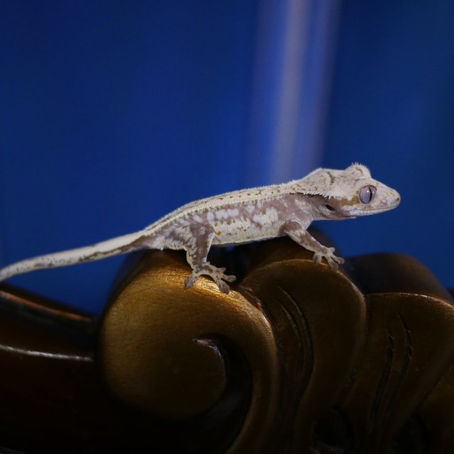 Normal Quad White Spot Drippy