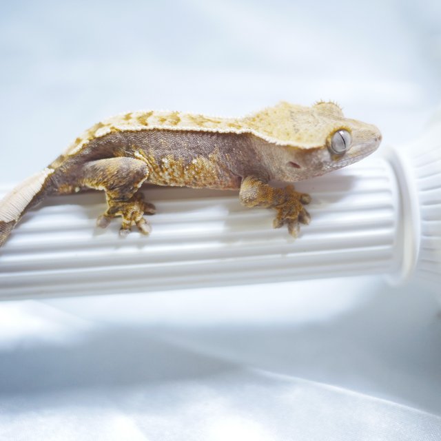 100% Het Axanthic Normal