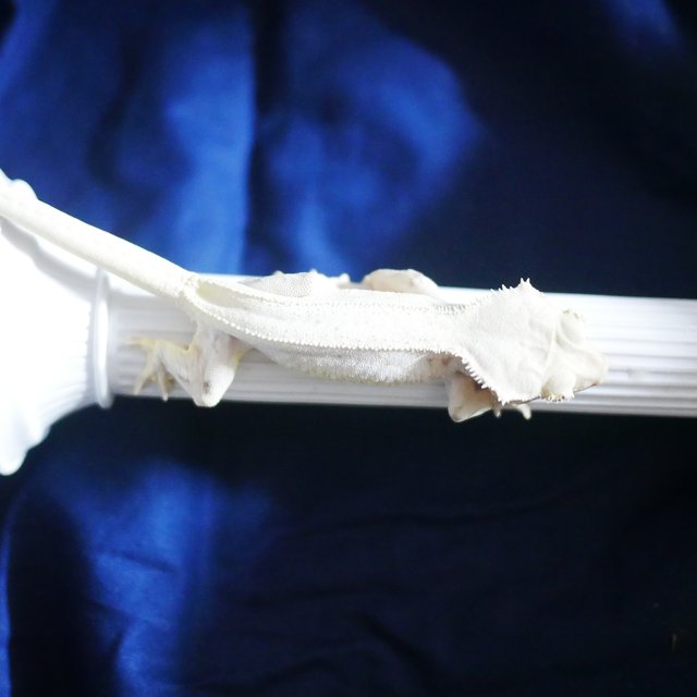 Lilly White Solid Back