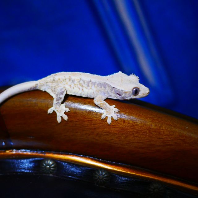 Lilly White