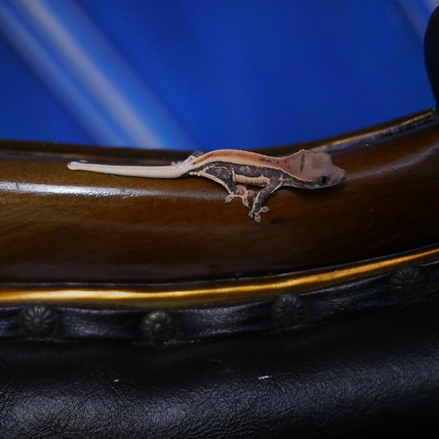 100%헷초초 릴리화이트