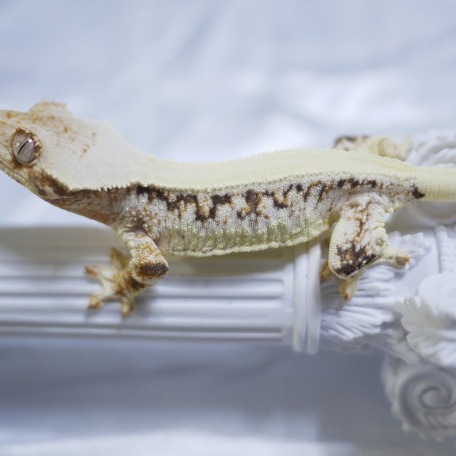 Lilly White Solid Back