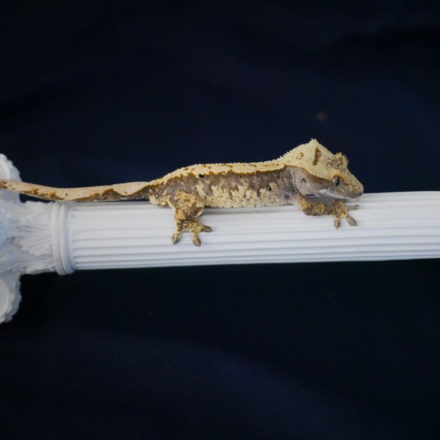 Normal 100% Het Axanthic Quad