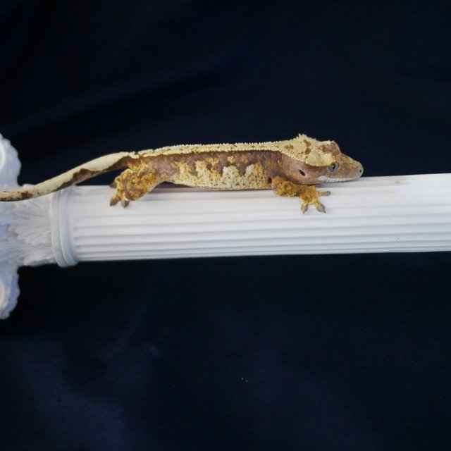 100% Het Axanthic Normal