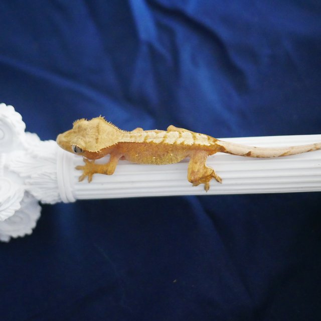 100% Het Axanthic