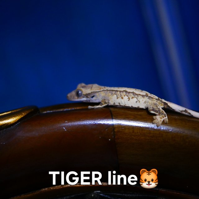 Normal Tri Extreme Harlequin