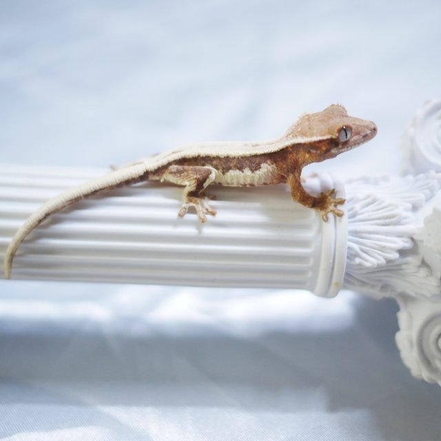 Lilly 100% Het Axanthic Sable