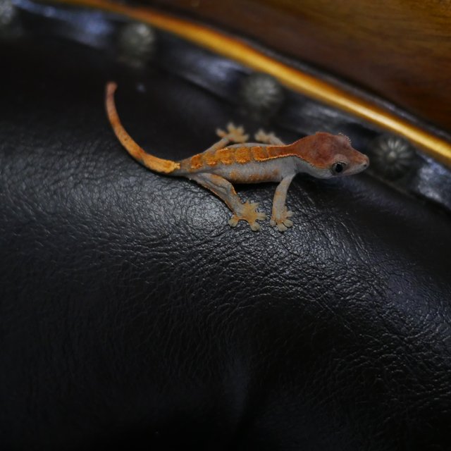 100%헷아잔틱 100%헷초초