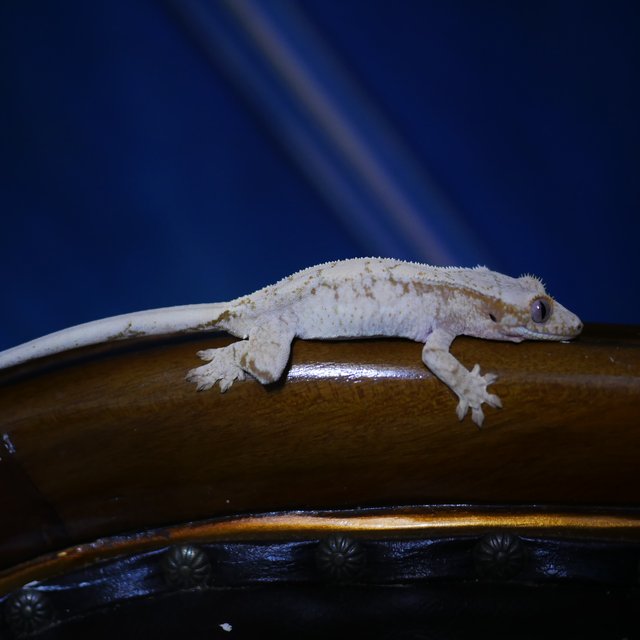 Normal White Spot Drippy