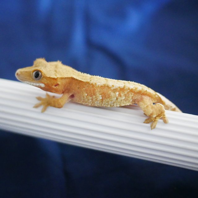 100% Het Axanthic Drippy