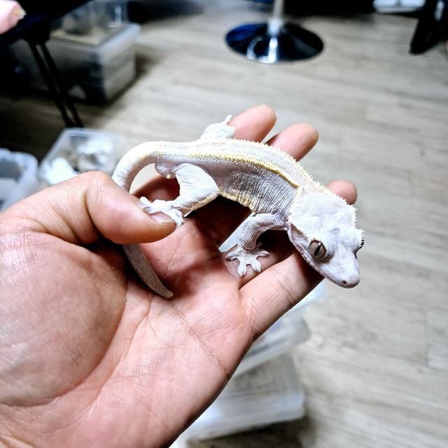 카푸치노