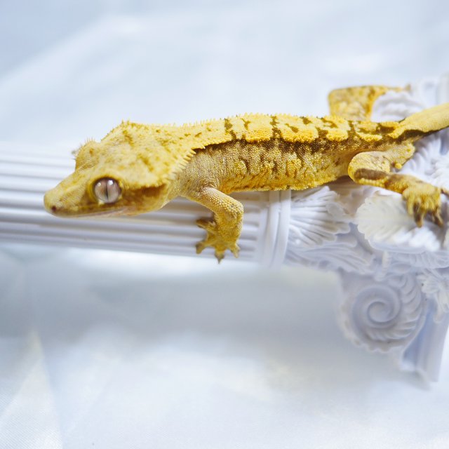 노멀 트라이 익스트림할리퀸