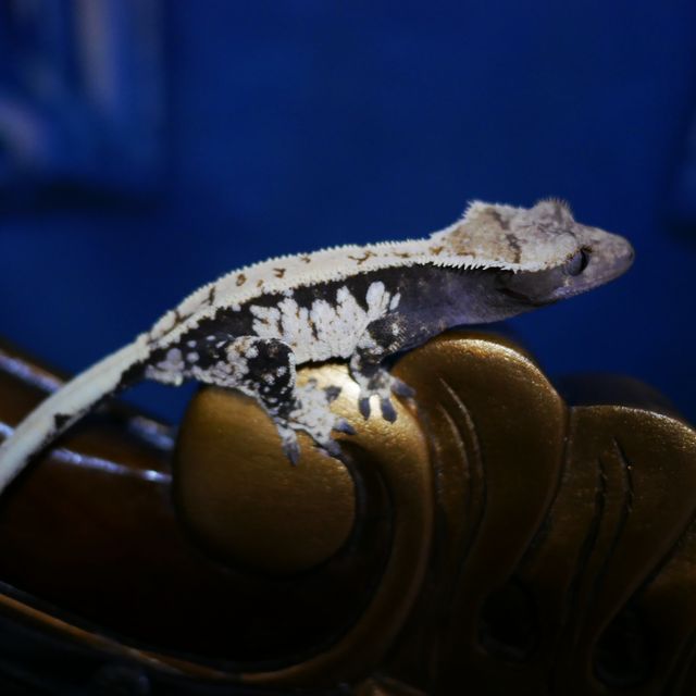 Normal Tri Dark White Spot Extreme Harlequin Drippy