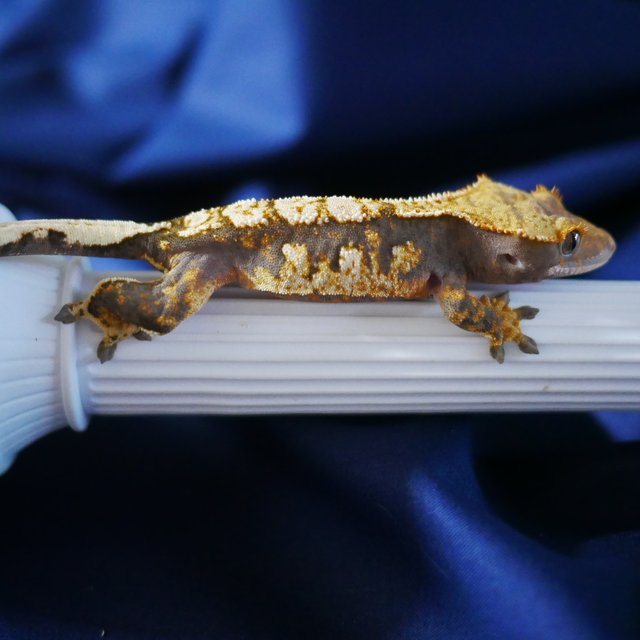 100% Het Axanthic Normal