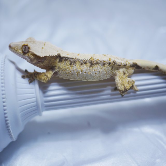 노멀 익스트림할리퀸 쿼드