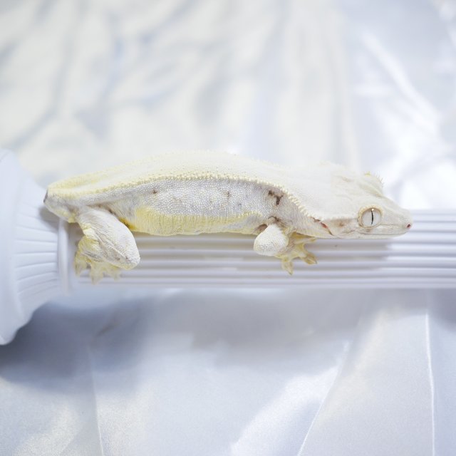 Lilly White Solid Back