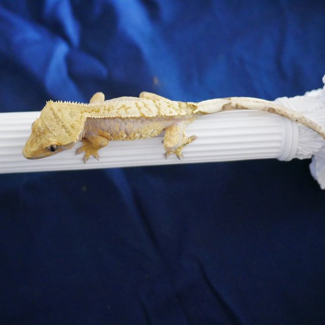 100% Het Axanthic