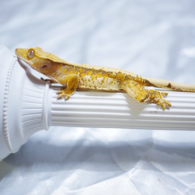 Normal Drippy White Porthole