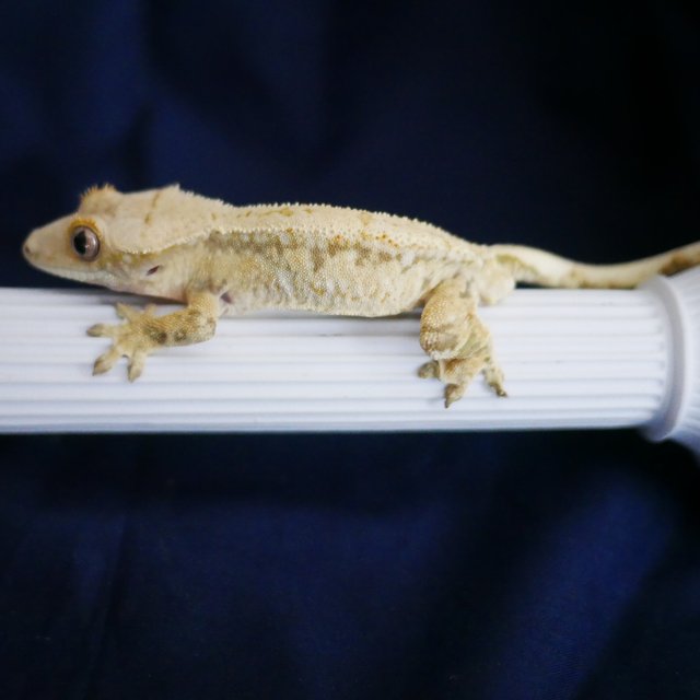 Normal Tri Extreme Harlequin