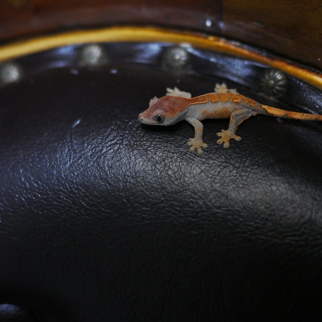 100%헷아잔틱 100%헷초초