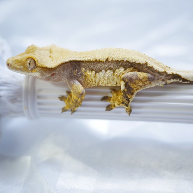 노멀 쿼드 솔리드백