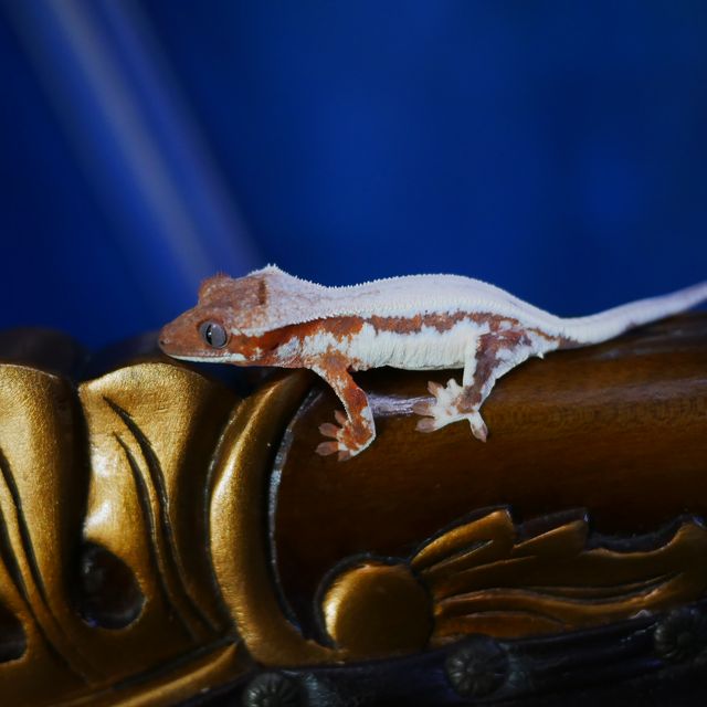 릴리 세이블 100%헷아잔틱 릴리100%헷아잔틱 세이블