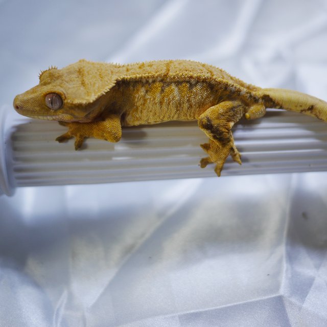 노멀 익스트림할리퀸 트라이