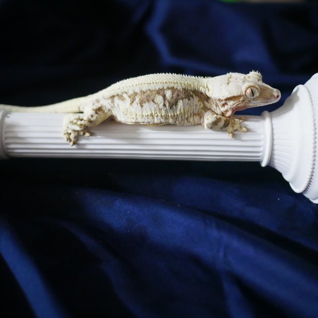 Lilly White