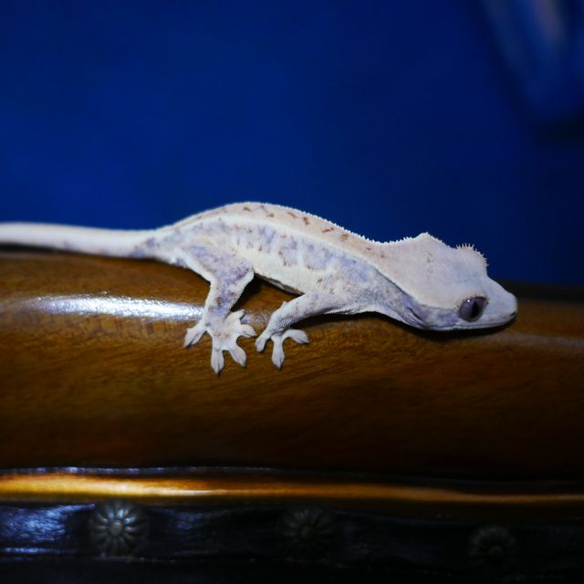 Lilly White