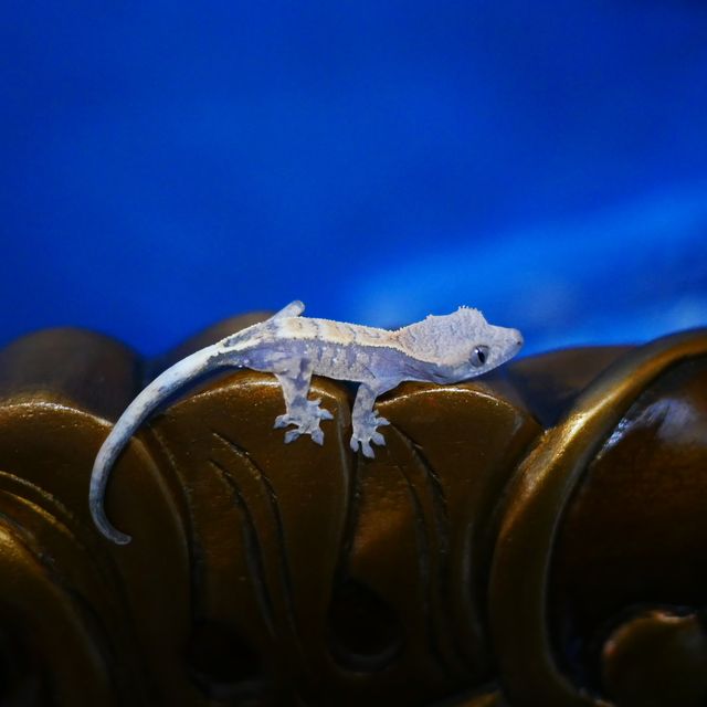 세이블