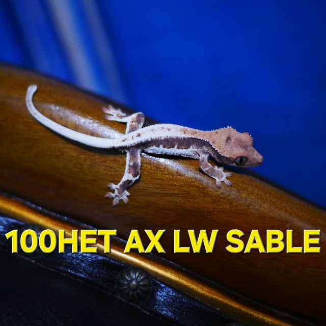 100%헷아잔틱 릴리 세이블