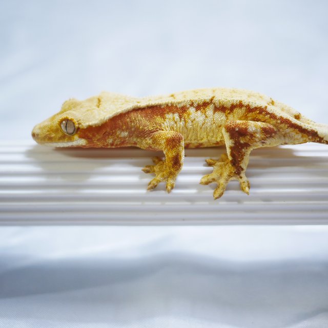 Normal Tri Drippy White Spot