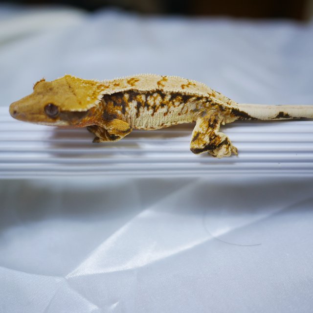 노멀 트라이 익스트림할리퀸