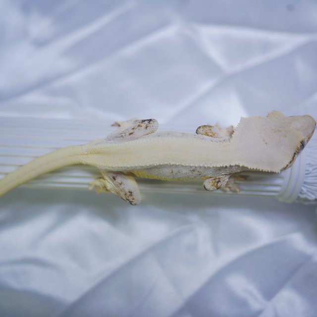 솔리드백 릴리화이트 화이트