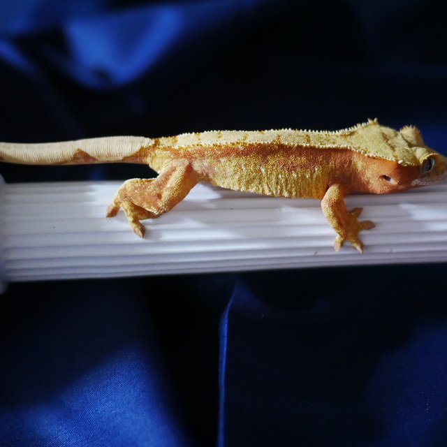 Normal 100% Het Axanthic