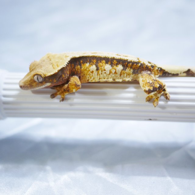 Tri Extreme Harlequin Normal