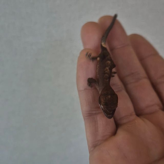 노멀