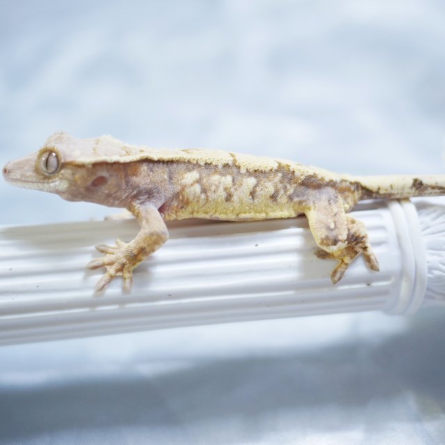 Sable Drippy Tangerine