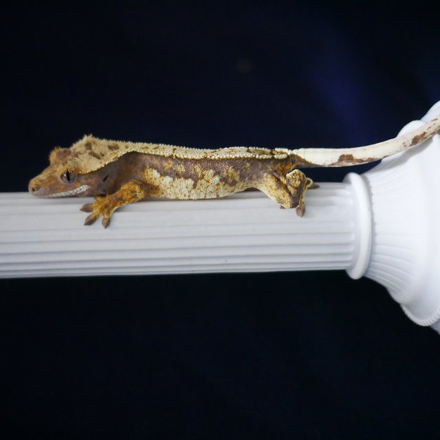 100% Het Axanthic Normal