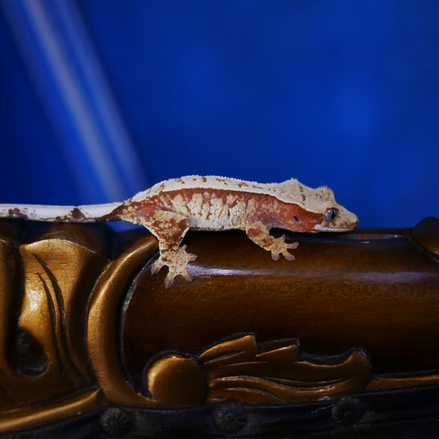 Normal Tri Extreme Harlequin Red