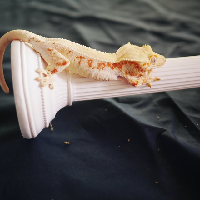 Solid Back Red Drippy Lilly White