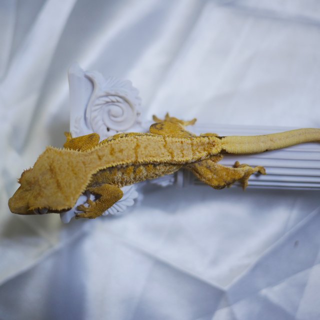 노멀 익스트림할리퀸 트라이