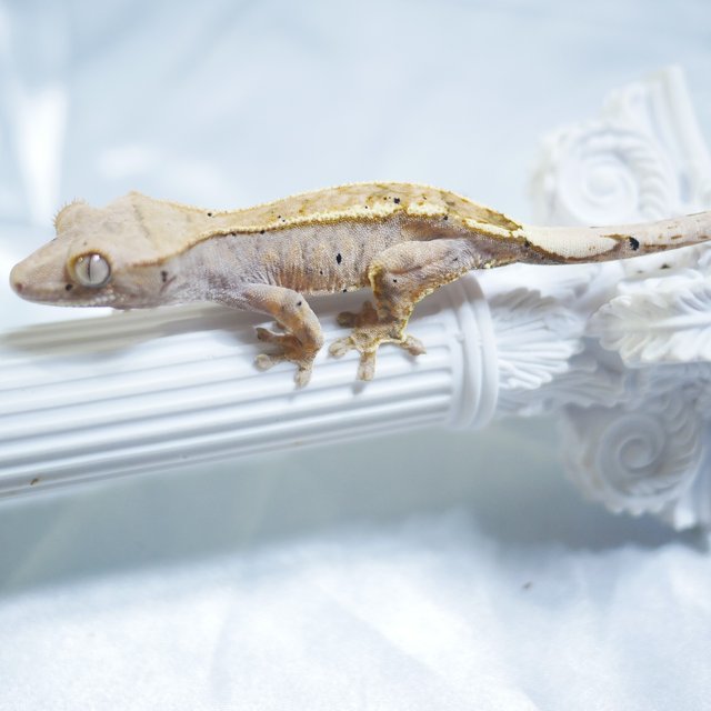 100% Het Axanthic Cappuccino