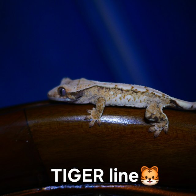 Drippy Tri White Spot Normal