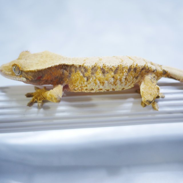 Tri Normal Extreme Harlequin